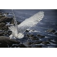 thumbnail image 2 of Goebel, Wilhelm 18x14 Black Ornate Wood Framed with Double Matting Museum Art Print Titled - Winter Shore - Snowy Owl, 2 of 4