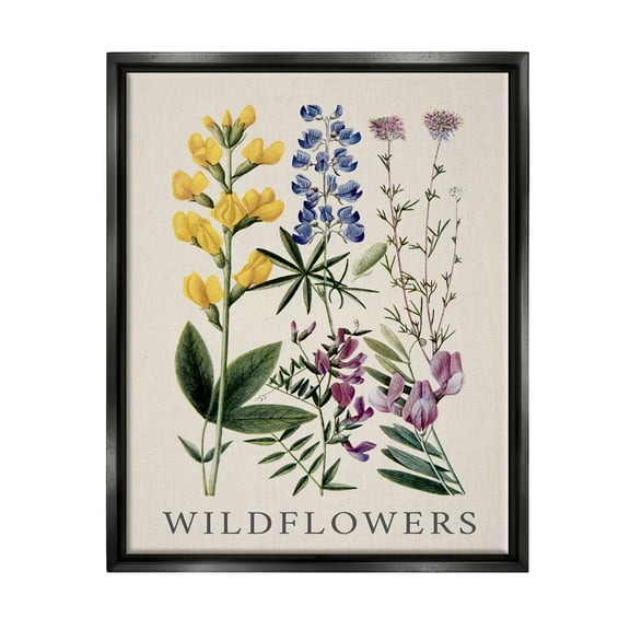 Stupell Industries Wildflower Species Study Botanical & Floral Painting Black Floater Framed Canvas Art Print Wall Art, 17 x 21