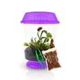 thumbnail image 1 of Tienda de regalos Terrarium Venus Fly Trap Live Plant Nature, 1 of 7