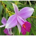 thumbnail image 6 of Purple Bamboo Orchid Live Plant 2" Root  (2 Count) Partial Sun, Perennial, 6 of 7