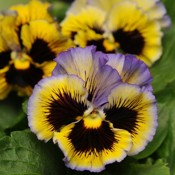 Outsidepride Pansy Frizzle Sizzle Yellow/Blue Swirl - 100 Seeds