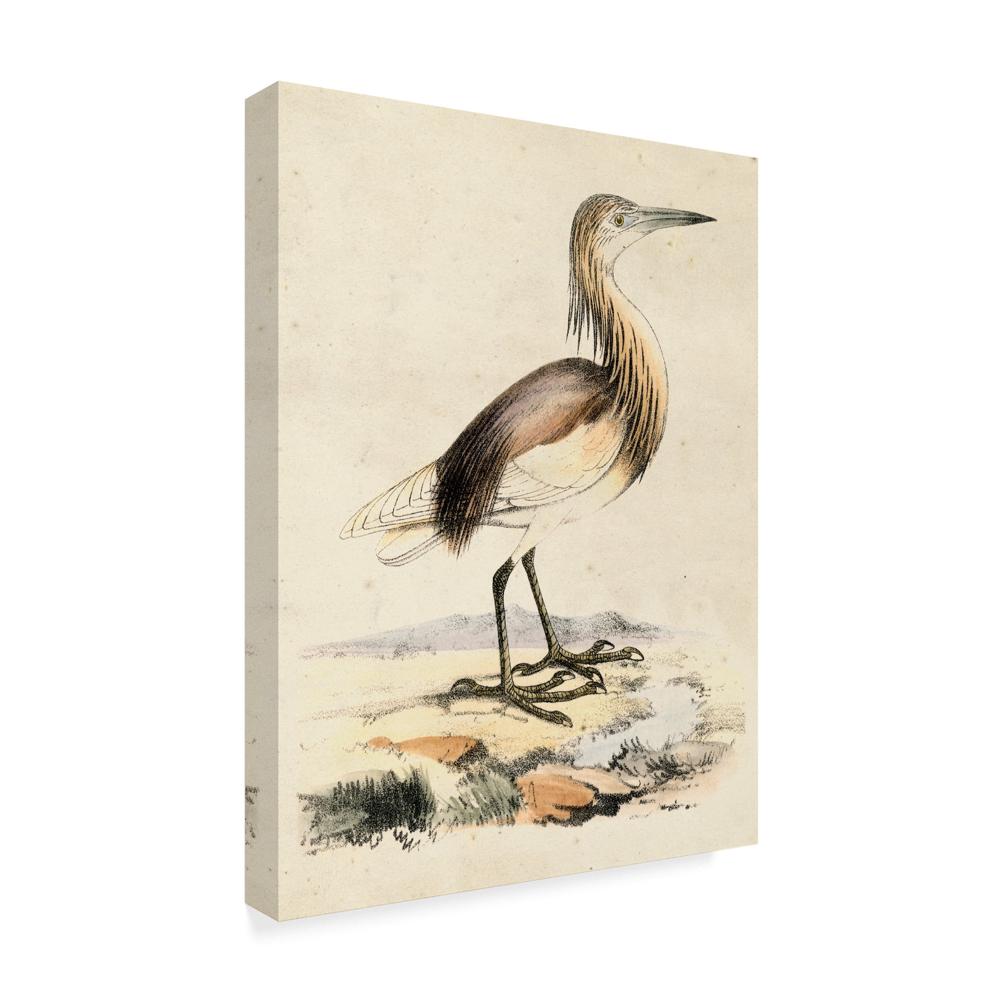 Trademark Fine Art 'Antique Heron I' Canvas Art by Unknown