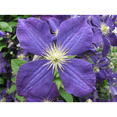 thumbnail image 2 of Jackmani Clematis Vine - Velvety-Purple - 2.5" Pot, 2 of 4
