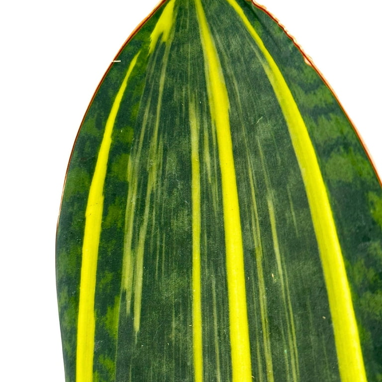 Variegated Whale Fin Snake Plant, 6 inch, Sansevieria Masoniana Yellow  Variegation, Whale Tail - Walmart.com
