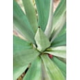 thumbnail image 2 of Blaustein, Alan 13x18 White Modern Wood Framed Museum Art Print Titled - Agave Succulent #2, 2 of 4