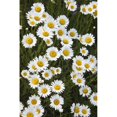 thumbnail image 2 of Ox-Eyed Daisies  Banff National Park  Alberta. Poster Print, 2 of 2