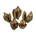 thumbnail image 1 of Vickerman H2SORB000 3-4 Po. Natural Sora Pods - 25 par Caisse en Vrac, 1 of 1