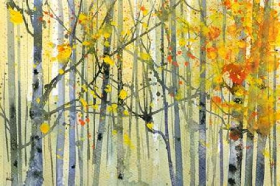 Autumn Birches Canv