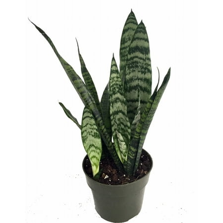 Zeylanica Snake Plant, Mother-In-Law's Tongue - Sanseveria - 6" Pot