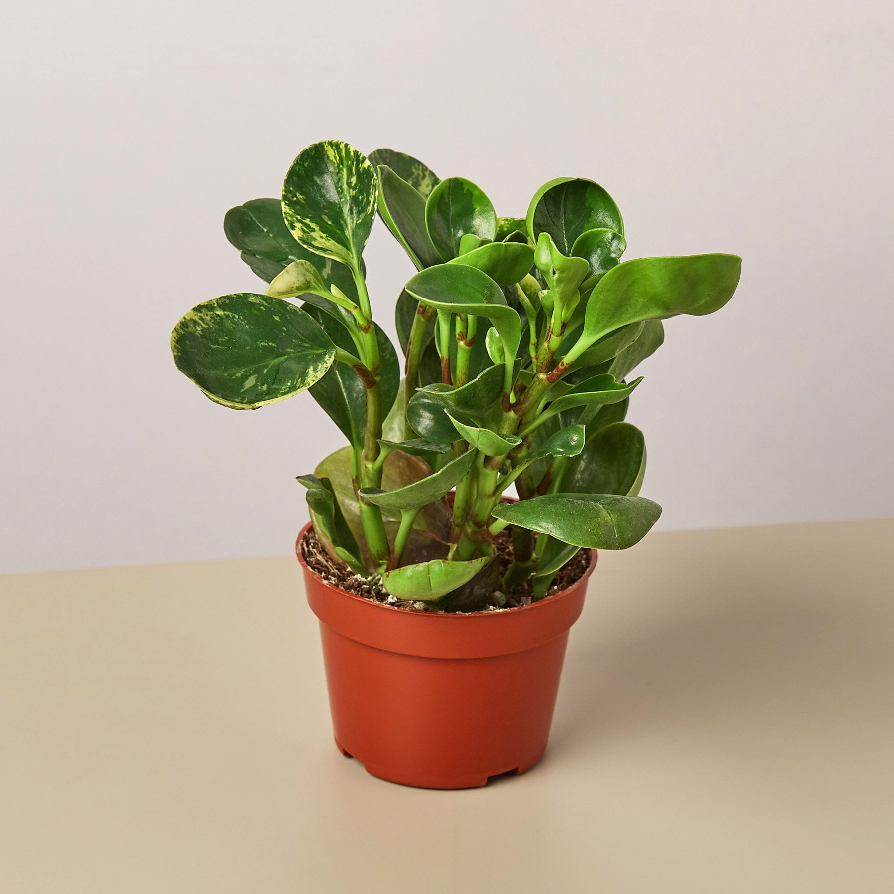ships in 4 pot Peperomia Marble