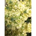 thumbnail image 5 of RedCrocus Harmony Cream Yellow Dwarf Stock- Compact, Fragrant, Pollinator-Attracting Plant for Borders & Containers 6" Pot (Pack of 5), 5 of 15