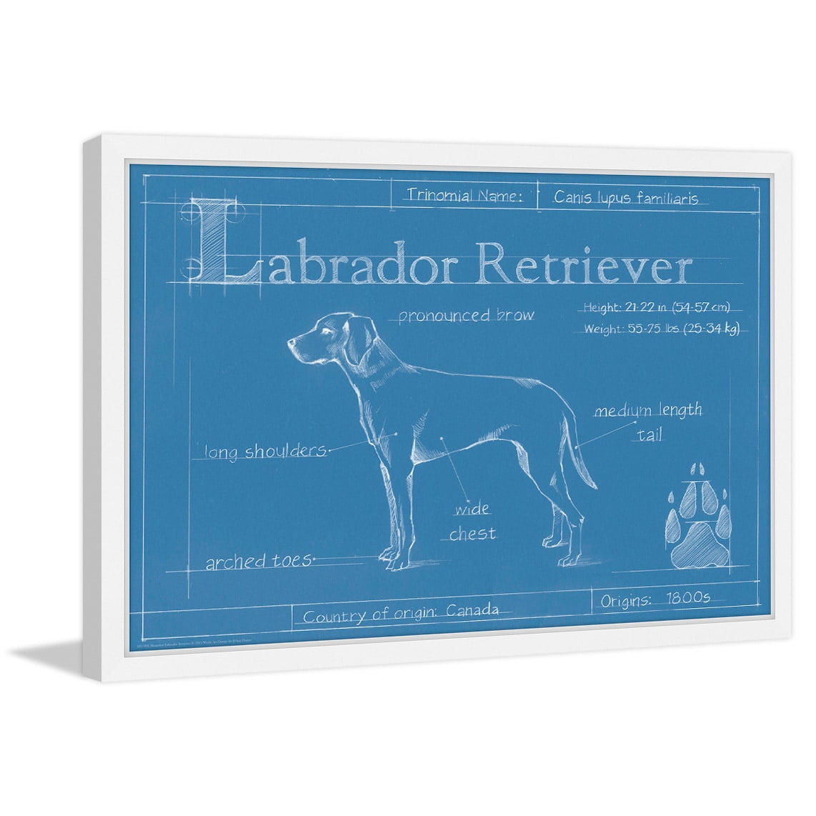 Marmont Hill "Blueprint Labrador Retriever" Framed Painting Print
