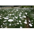 thumbnail image 3 of TomorrowSeeds - White Tall Bachelor Button Seeds - 1000+ Count - For 2026 Planting Non-GMO Heirloom, 3 of 6