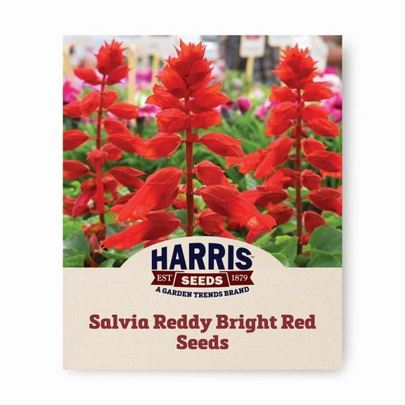 Harris Seeds Salvia Reddy Bright Red Seeds