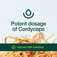 thumbnail image 6 of Fresh Nutrition Organic Cordyceps Mushroom Supplement - Strongest DNA Verified 1500mg - 90 Capsules, 6 of 9