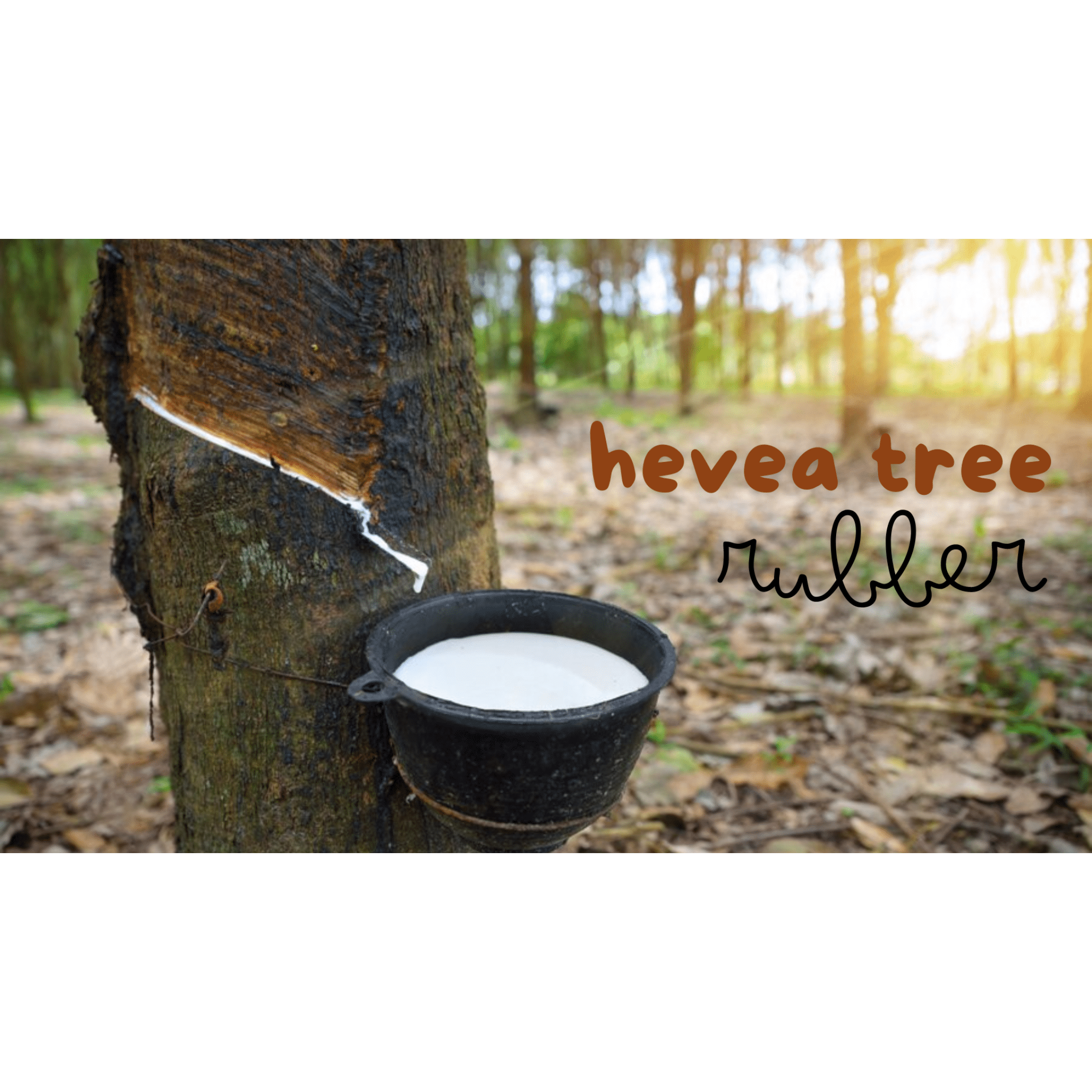 Hevea Pet Natural Rubber Non Toxic EcoPlay Ring Dog Toy