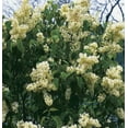thumbnail image 4 of ( 1 ) - Primrose Yellow French Lilac ( syringa ) - Starter Plant ( 7L ) ( 1 Live Plant ), 4 of 4