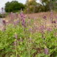 thumbnail image 4 of Plant Good Seed Stinging Lupine Flower Seeds: Purple Blossoms California Native Wildflower Full Sun, 4 of 6