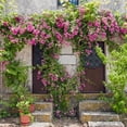 thumbnail image 2 of National Plant Network 3 gal. Rose Peggy Martin Shrub, 2 of 10