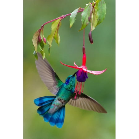 Green Violetear (Colibri Thalassinus) Feeding, Savegre, Costa Rica Hummingbird Photo Print Wall Art By Green Light