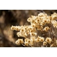 thumbnail image 3 of Seedville 100 Sweet Everlasting Flower Seeds, 3 of 10
