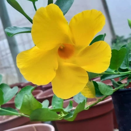 Yellow Mandevilla Plants Live 4-8 Inch, Yellow Flowering Mandevilla Plant for Garden