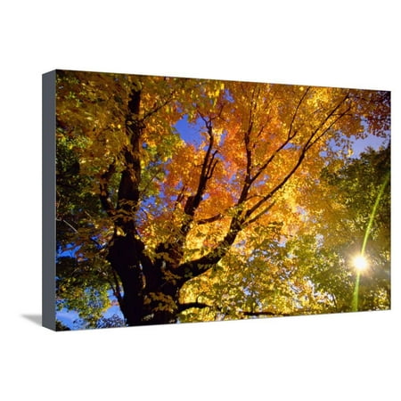 - Sunlight Shining through Sugar Maple Leaf Canopy Stretched Canvas Print Wall Art By Momatiuk - Eastcott