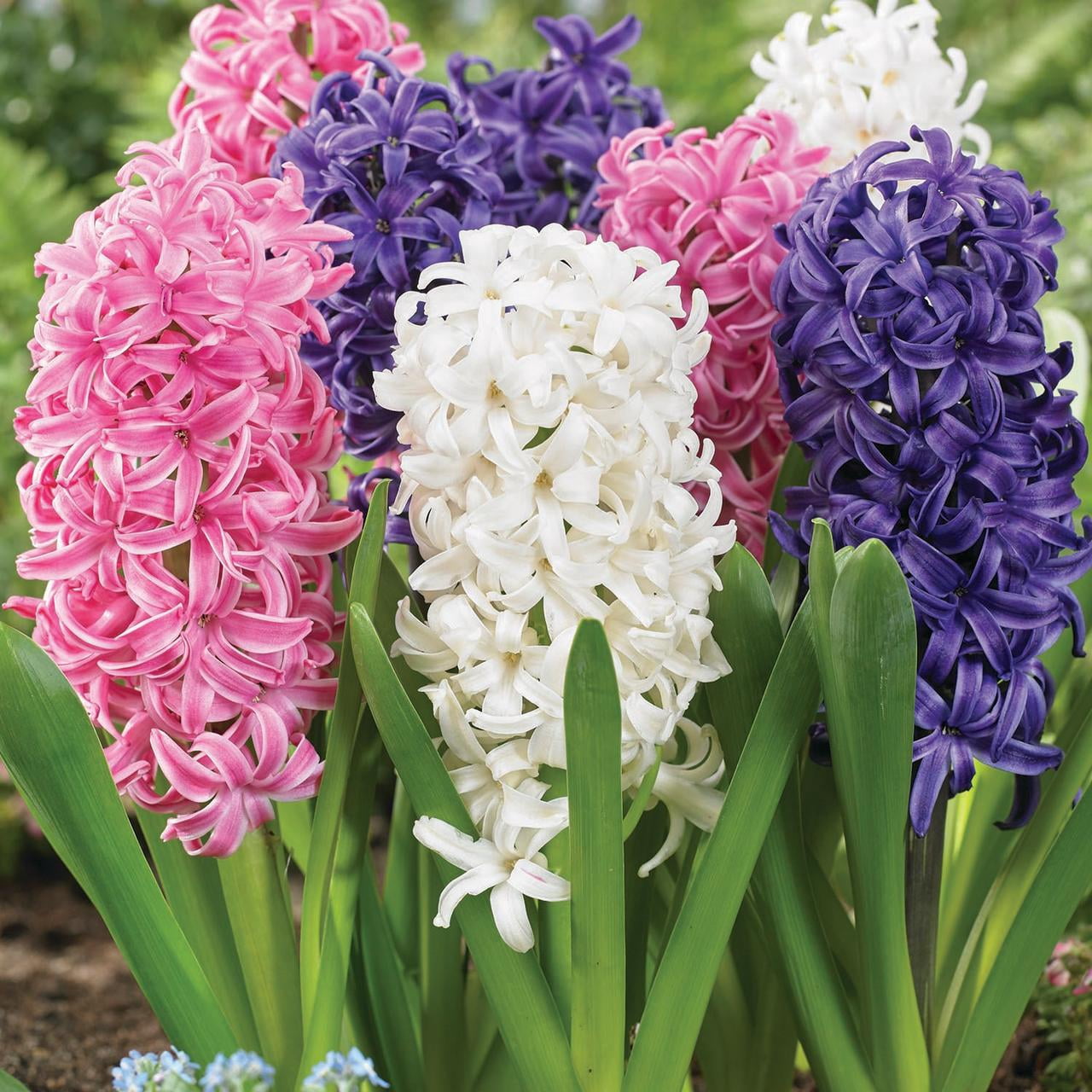 Expert Gardener Hyacinth Mix Plant Bulbs (3 Dormant Bulbs)