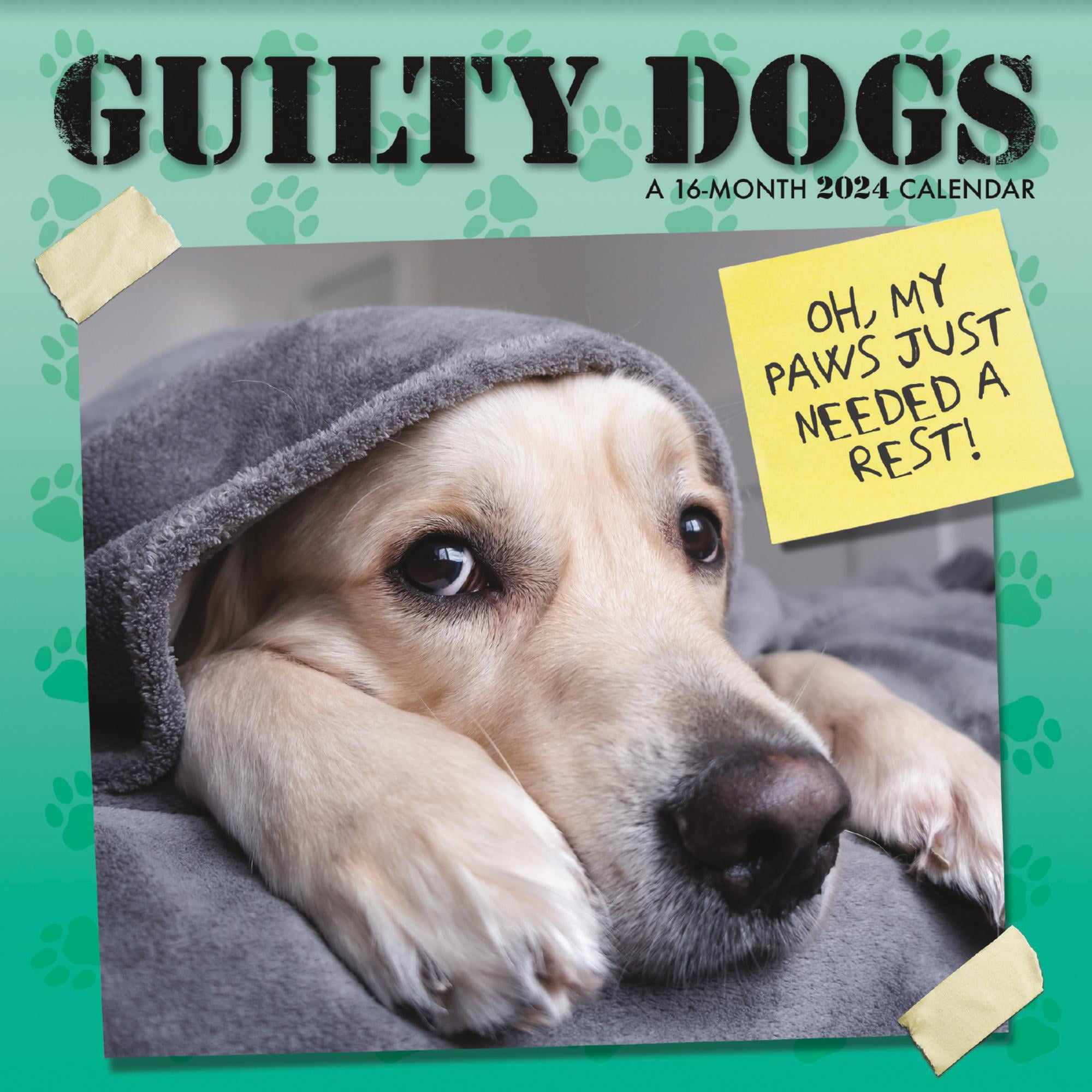 Trends International 2024 Guilty Dog Mini Wall Calendar Walmart Com   26d494d9 Db0d 44c3 8cd6 929e5f7b9bc1.d4813dda36b063f496df6d5e68330658 