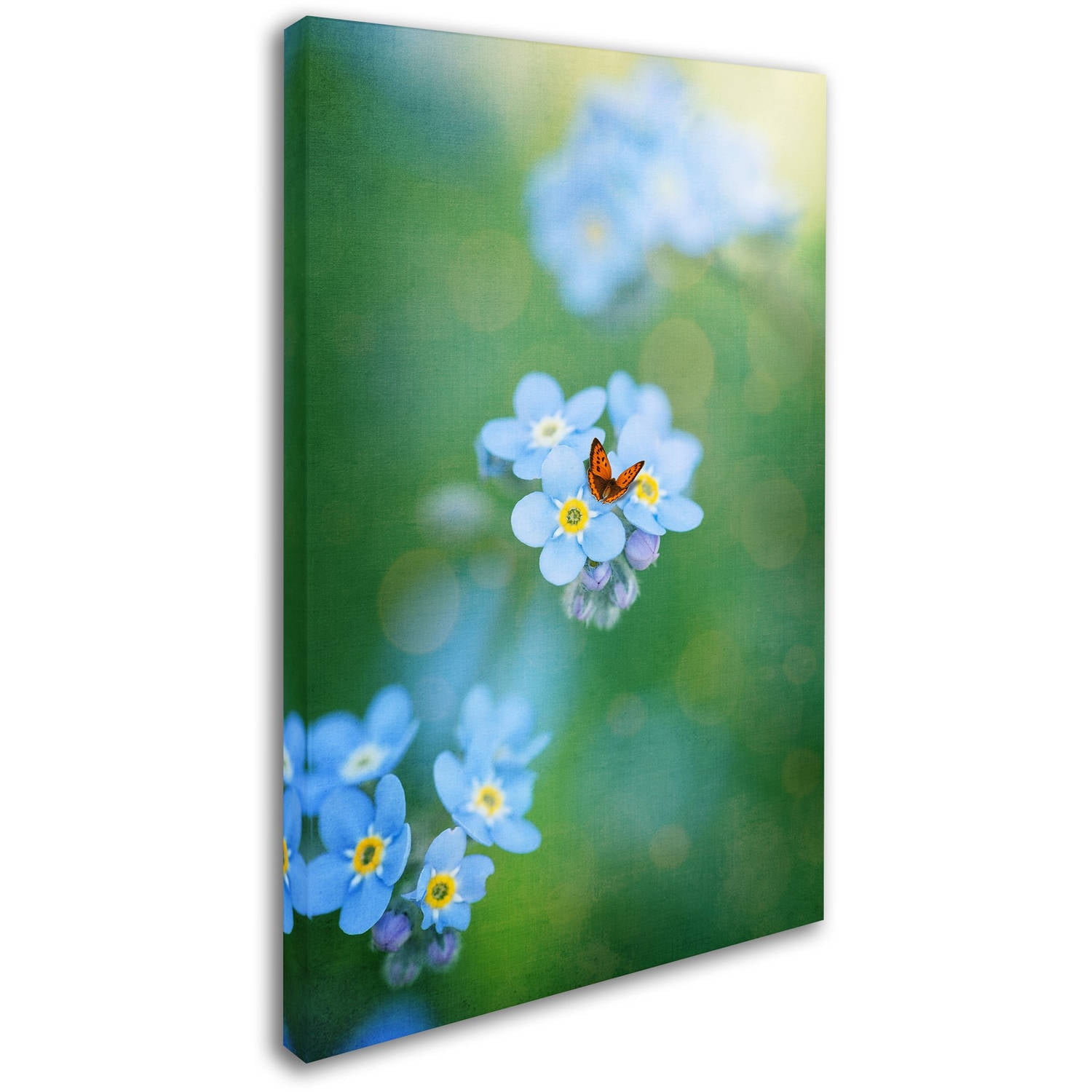 Trademark Fine Art "Forget-Me-Not" Canvas Art by Philippe Sainte-Laudy