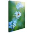 thumbnail image 2 of Trademark Fine Art "Forget-Me-Not" Canvas Art by Philippe Sainte-Laudy, 2 of 3