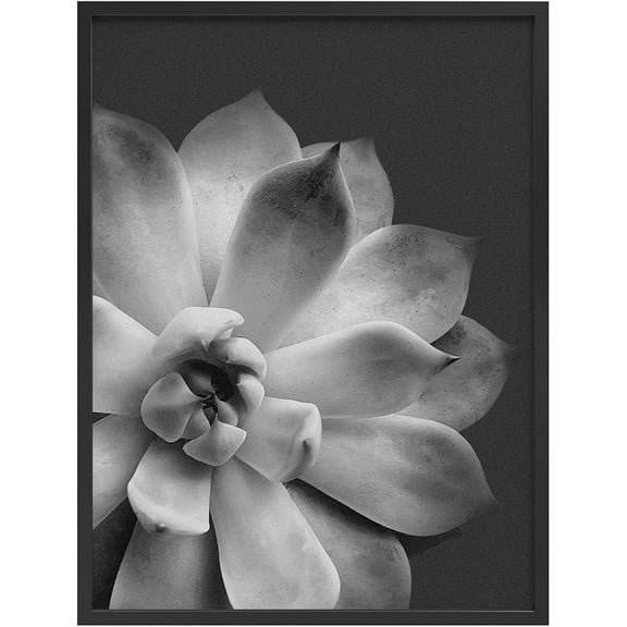 PixonSign Framed Wall Art Print Black and White BLue Sky Succulent Nature Plants Photography Realism Modern CloseUp Relax/Calm Multicolor Warm for Living Room, Bedroom, Office - 12"x16" BLACK