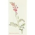 thumbnail image 2 of Margaret Armstrong 15x24 Black Ornate Framed Double Matted Museum Art Print Titled: Hedysarum Pabulis (1915), 2 of 5