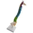 thumbnail image 1 of Flexible Spine Model for School Biology Class Column Model Anatomical Demonstration with Pelvis Standing, 1 of 9