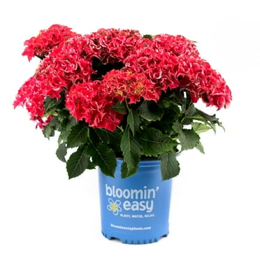 2 gal. Frill Ride Reblooming Hydrangea (Macrophylla) Live Shrub, Rich Pink Flowers