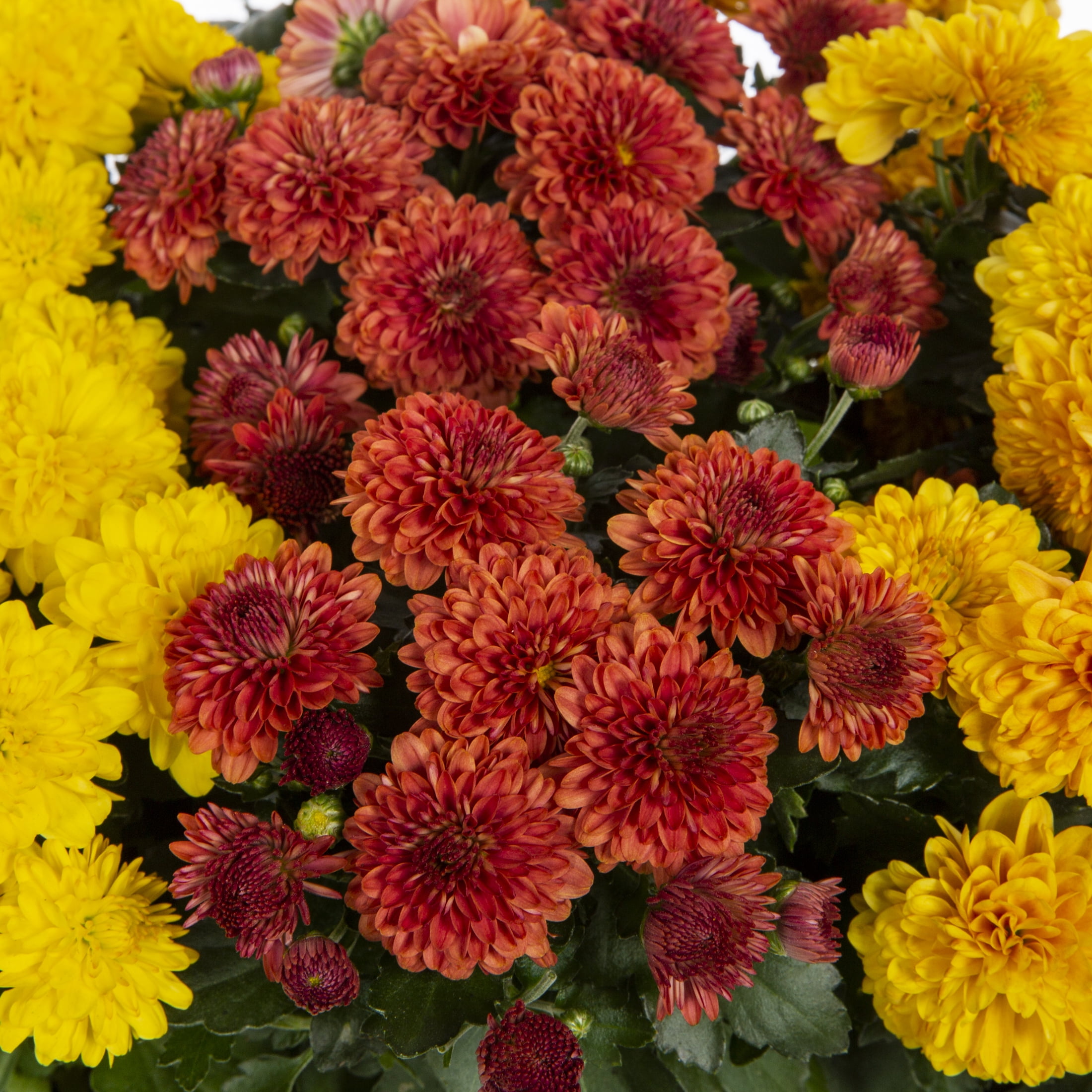 Expert Gardener 8 in Garden Mum Live Plants, Orange Red Yellow, Grower Pots, 9 Count