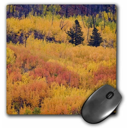 3dRose Autumn pine forest, St Mary Lake, Glacier NP, Montana - US27 CHA0978 - Chuck Haney, Mouse Pad, 8 by 8 inches