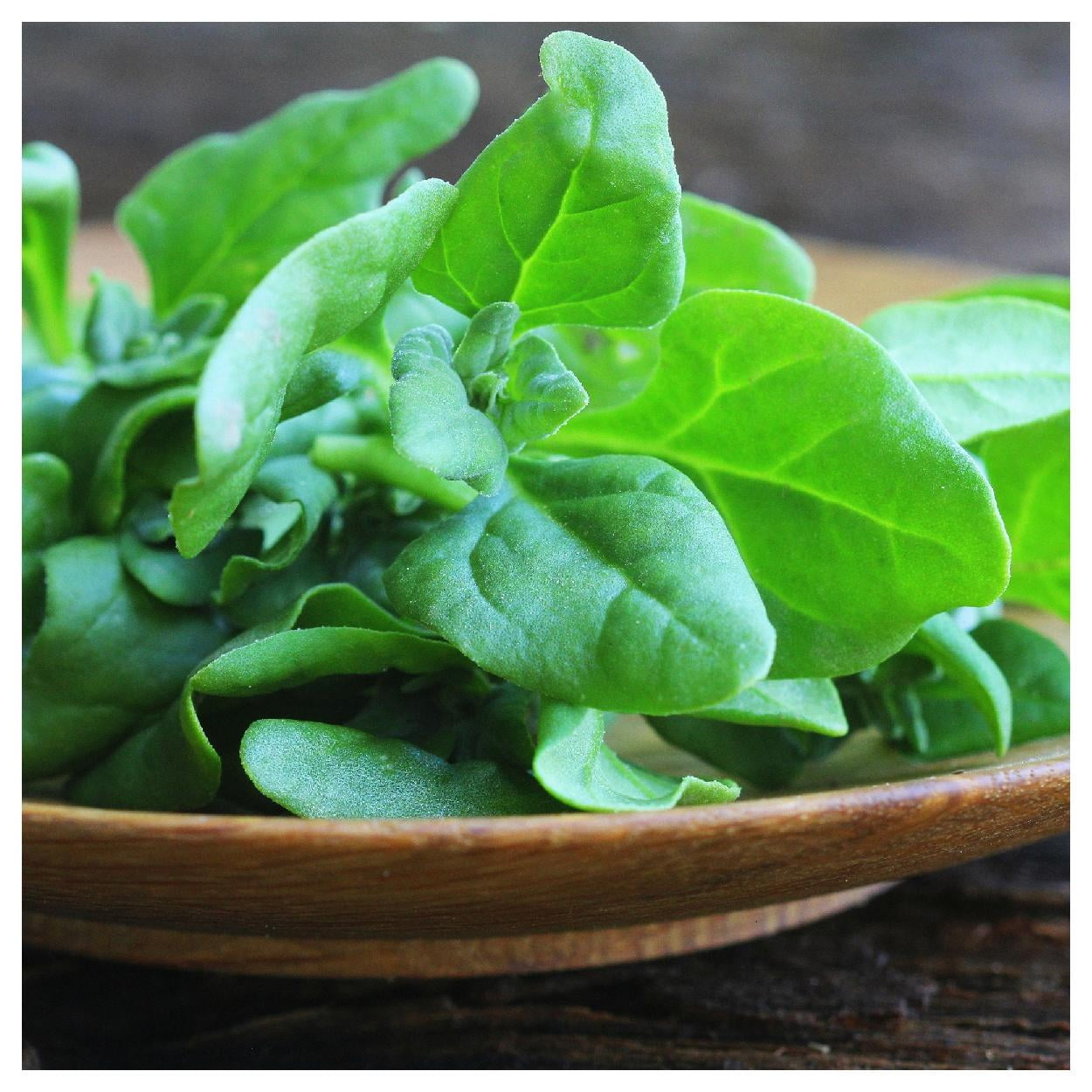 Everwilde Farms - 1 lb New Zealand Spinach Seeds - Gold Vault Bulk Seed Packet