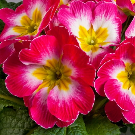 Annual Primula Acaulis Danova Rose White Bicolor Flower Seeds - 50 Seeds