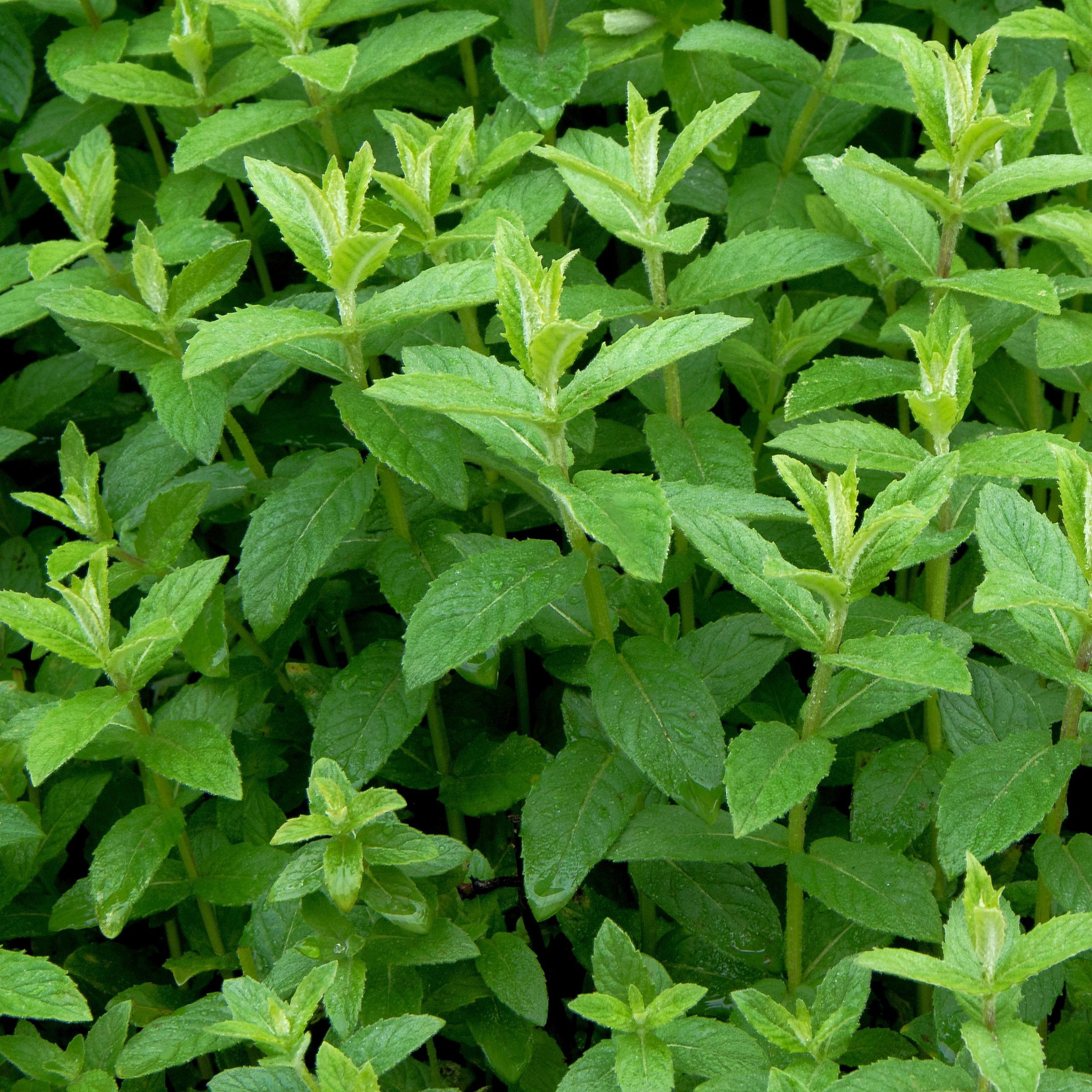 Live Perennial 4" Herb 'Spearmint' (3-Pack) with Full Sunlight