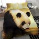 thumbnail image 4 of juego de cama panda, 4 of 4