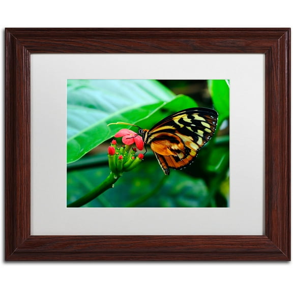 Trademark Fine Art "Cream Spotted Tigerwing" Canvas Art by Kurt Shaffer, White Matte, Wood Frame
