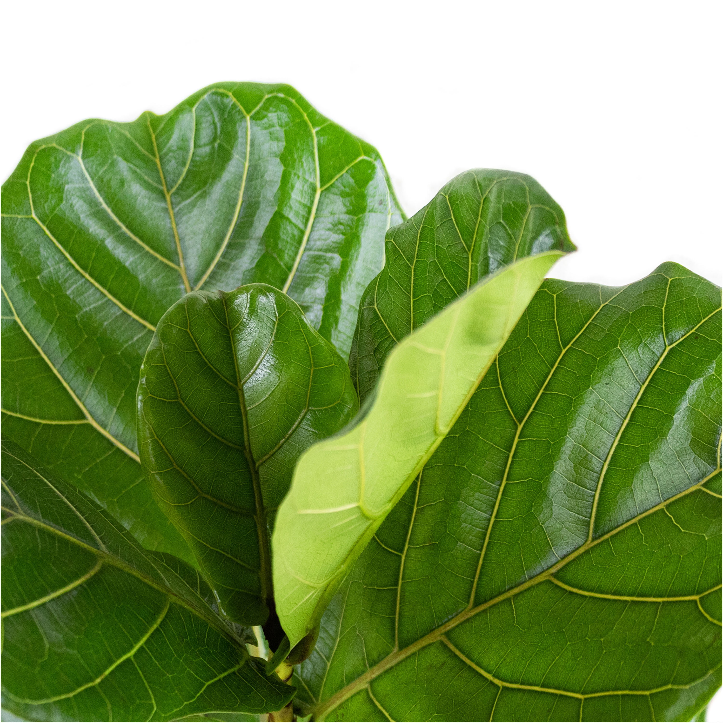 United Nursery Live Fiddle Leaf Fig Houseplant 12-14in Tall in 6-inch Premium Ecopots Pure White
