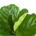thumbnail image 4 of United Nursery Live Fiddle Leaf Fig Houseplant 12-14in Tall in 6-inch Premium Ecopots Pure White, 4 of 9