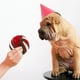 thumbnail image 4 of Pet Dog Sniff Toy Puppy Plaything Colorful Pet Dog Masticando juguete de comedero lento, 4 of 6