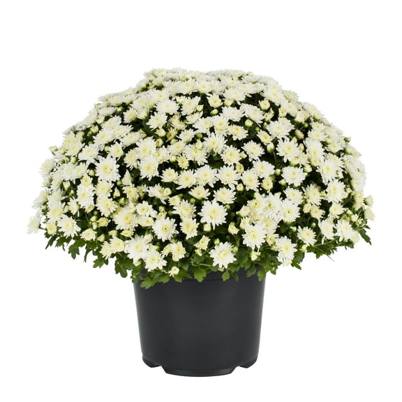 Expert Gardener 3QT White Mum Live Plant in Grower Pot, Full Sun