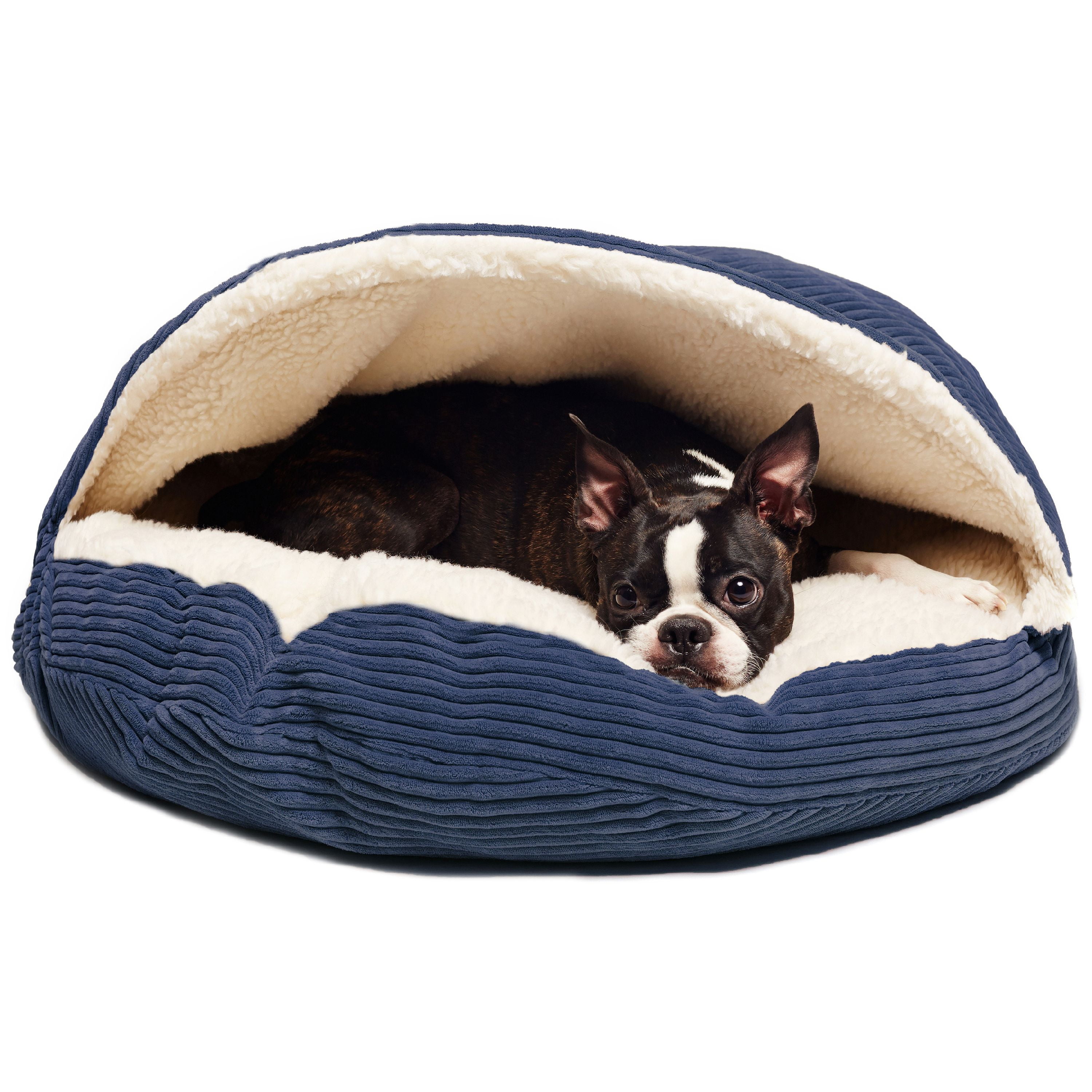 Why Do Boston Terriers Burrow Under The Covers