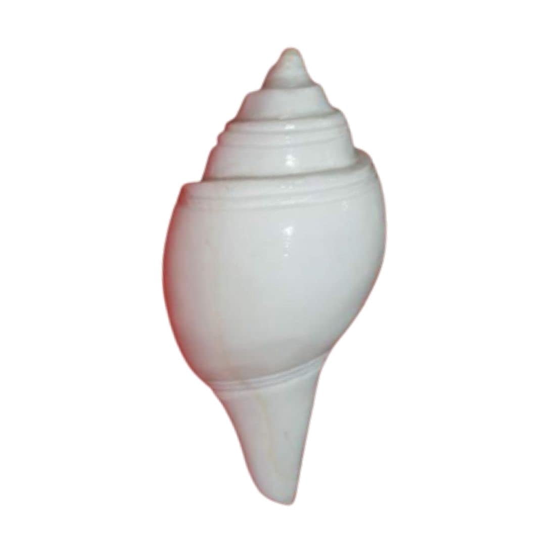 Puja Jal Shankh | Original Conch Shell, Pooja Jal Shankha