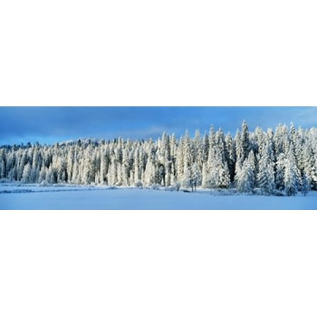 - Winter Wawona Meadow Yosemite National Park CA USA Canvas Art - Panoramic Images (18 x 6)