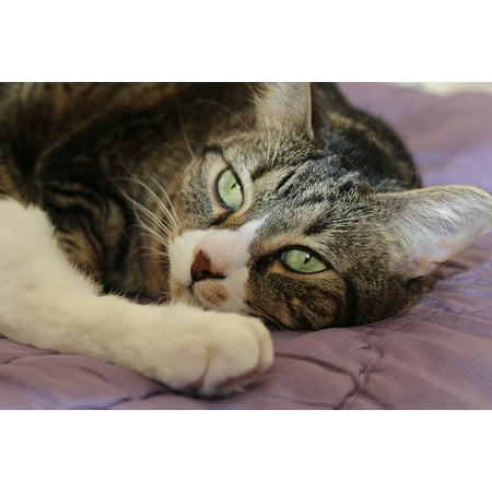 Green Tiger Print LAMINATED POSTER Cat Tiger Feline Tabby Green Eyes Brown Cute Poster Print 24 x 36 ()